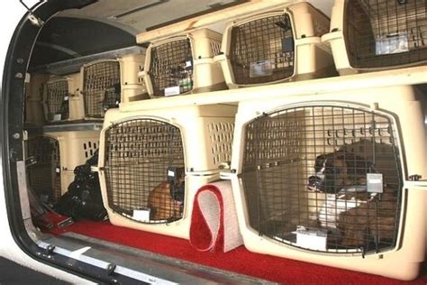 brussels airlines pet in cabin